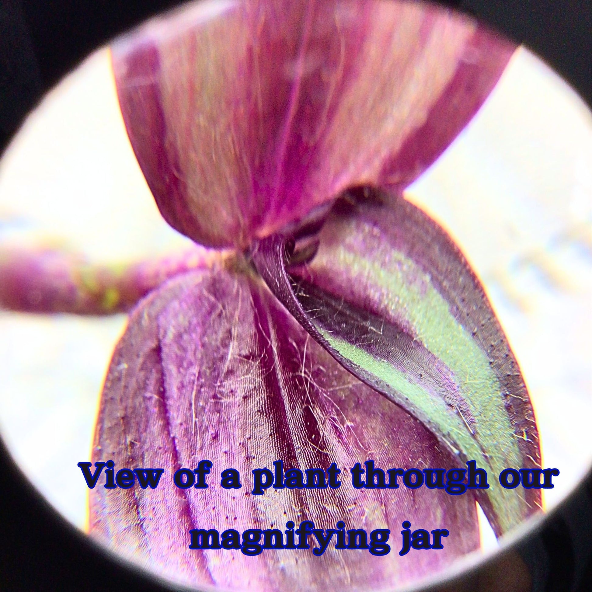 close up of flower through magnified  jar